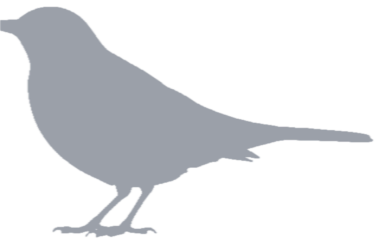 Common blackbird, not yet caught