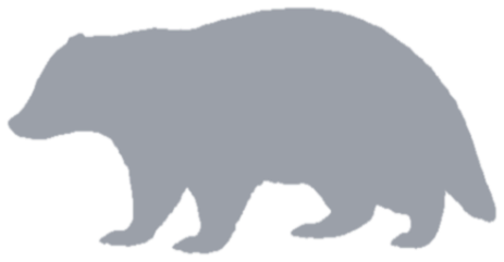 European badger, not yet caught