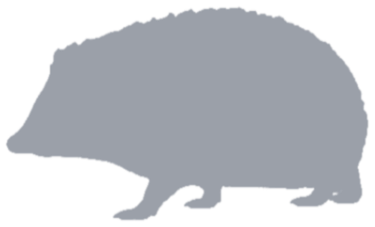 European hedgehog, not yet caught