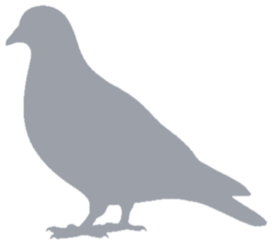 Feral pigeon, not yet caught