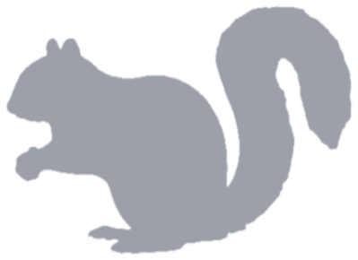 Grey squirrel, not yet caught