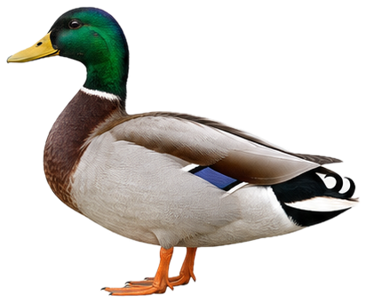 Mallard
